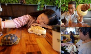 Kafe Unik yang Sediakan Ular dan Iguana jadi Teman Ngopi dan Ngrumpi